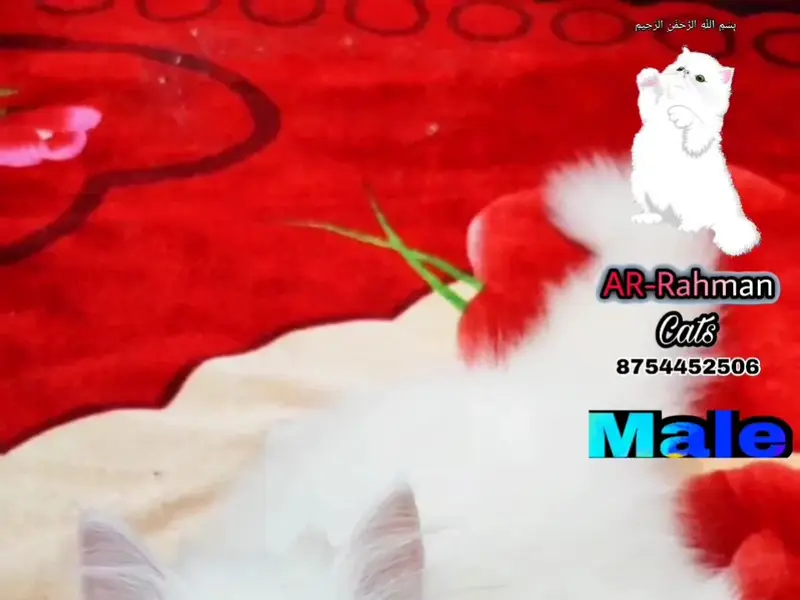 AR RAHMAN Chennai Persian kittens and cats in sales, photo 3