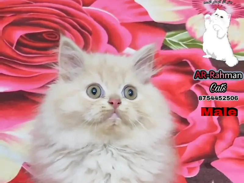 AR RAHMAN Chennai Persian kittens and cats in sales, photo 4