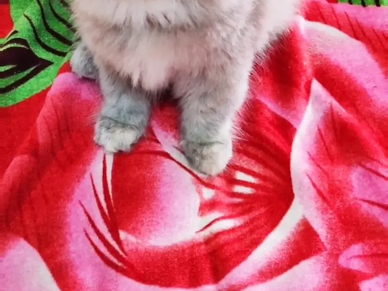 AR RAHMAN Chennai Persian kittens and cats in sales, photo 5