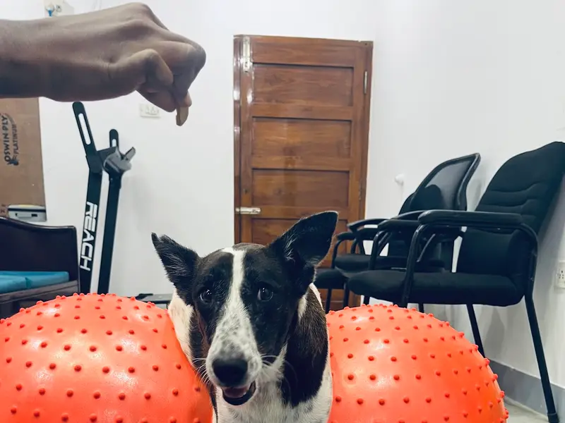 Rehab And Fitness For Pets, photo 4