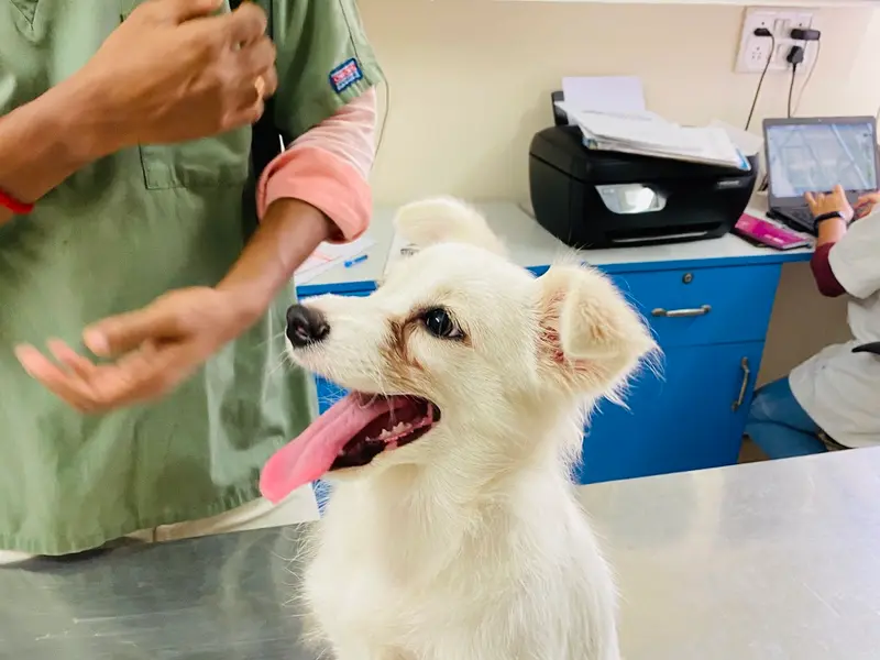 The Ark Veterinary Clinic, photo 4