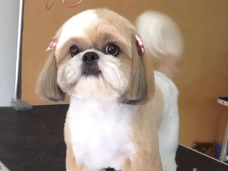 My Soulmate Pet Grooming, photo 2