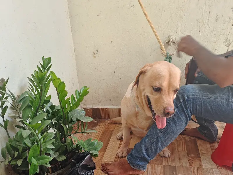 My Soulmate Pet Grooming, photo 3