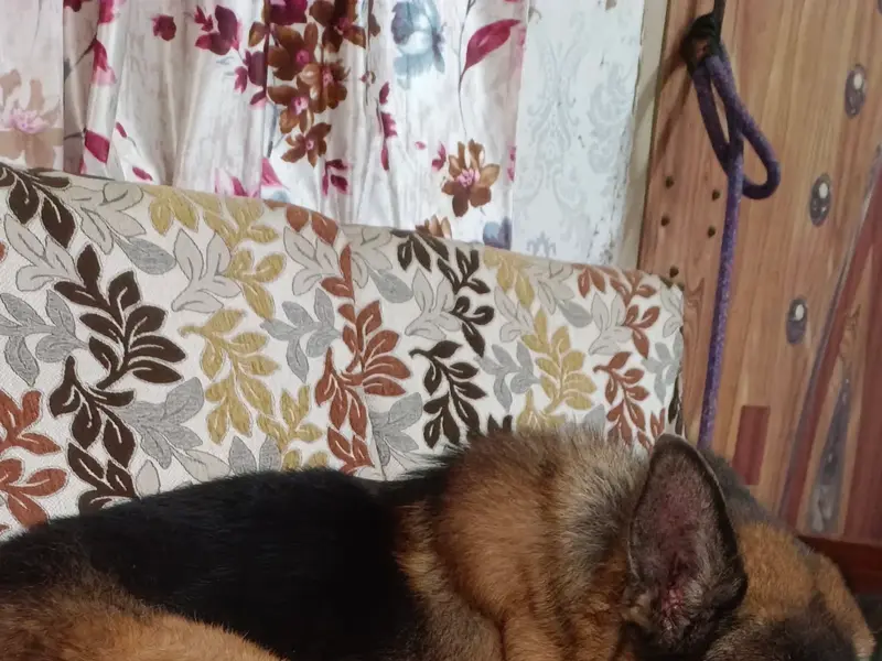 The Dog's House, photo 2
