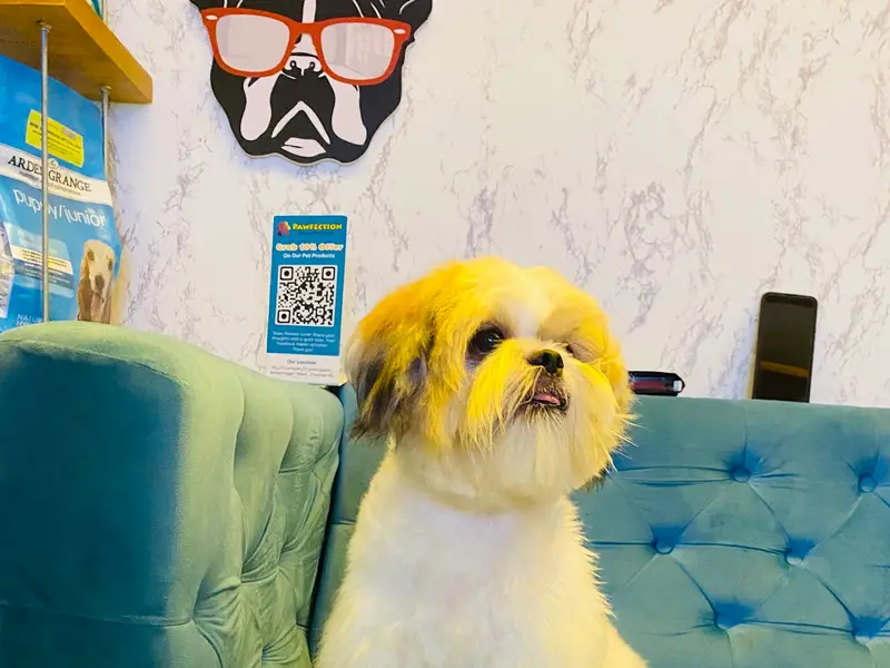 Pawfection pet grooming studio, photo 2