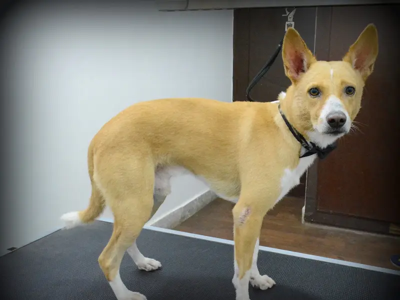 Cutz to Cuddlez Dog Salon & Spa, photo 2