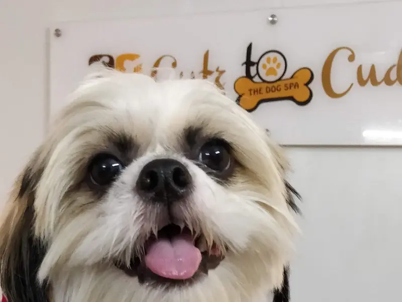 Cutz to Cuddlez Dog Salon & Spa, photo 3