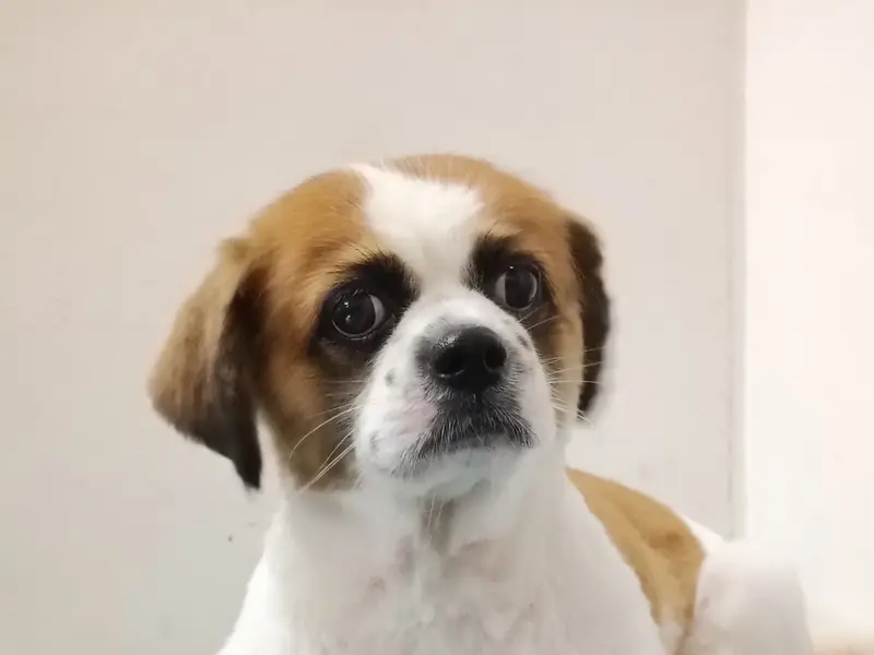 Cutz to Cuddlez Dog Salon & Spa, photo 4