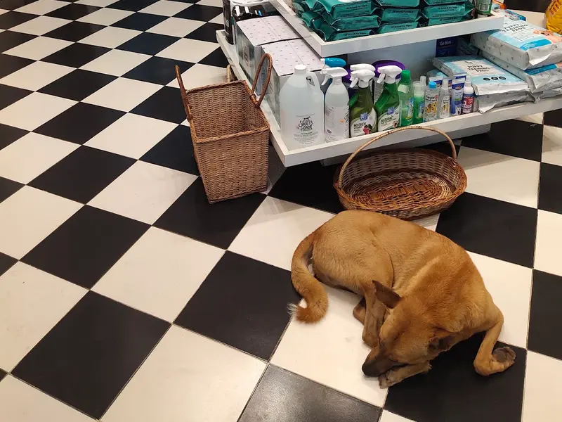 Heads Up For Tails Pet Store & Spa - Anna Nagar, Chennai, photo 5