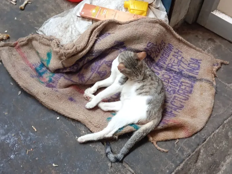 Heaven For Animals NGO office, photo 5