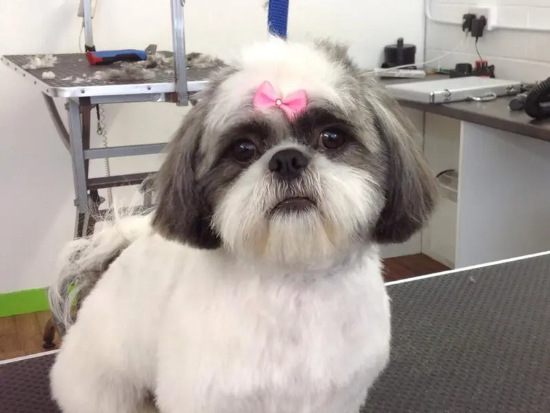 I Love Pet's Home Grooming Service, photo 2