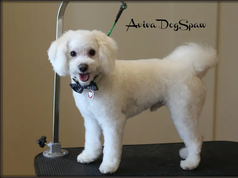 I Love Pet's Home Grooming Service, photo 3