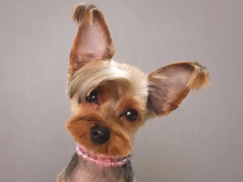 I Love Pet's Home Grooming Service, photo 4