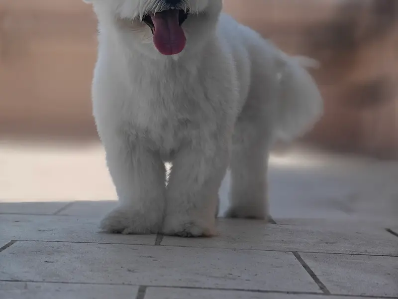 I Love Pet's Home Grooming Service, photo 5