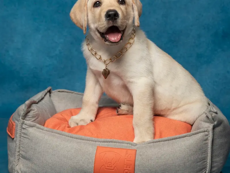 JUSTDOGS | Annanagar, Chennai - Pet Store & Spa, photo 4
