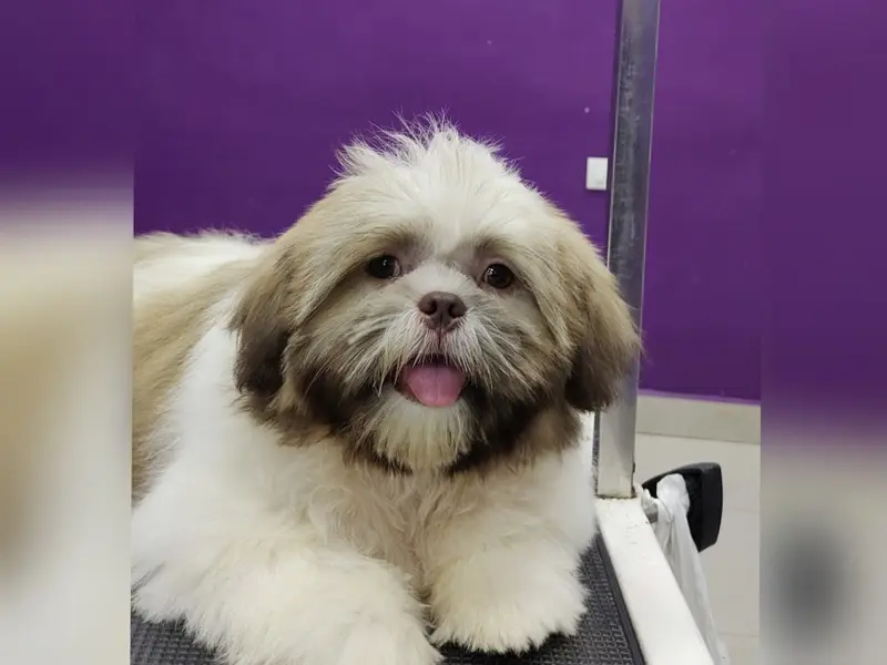 Pawsy The Pet Club, photo 4