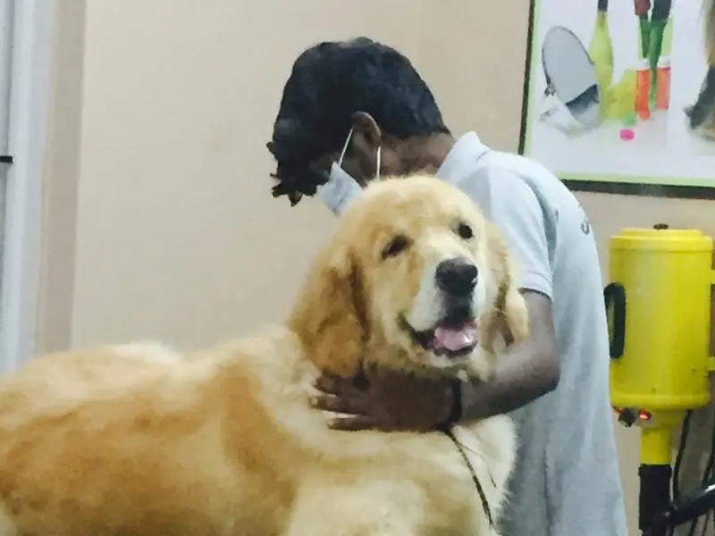 PRETTY PAWZ Pet Grooming Studio for Dogs and Cats, photo 3