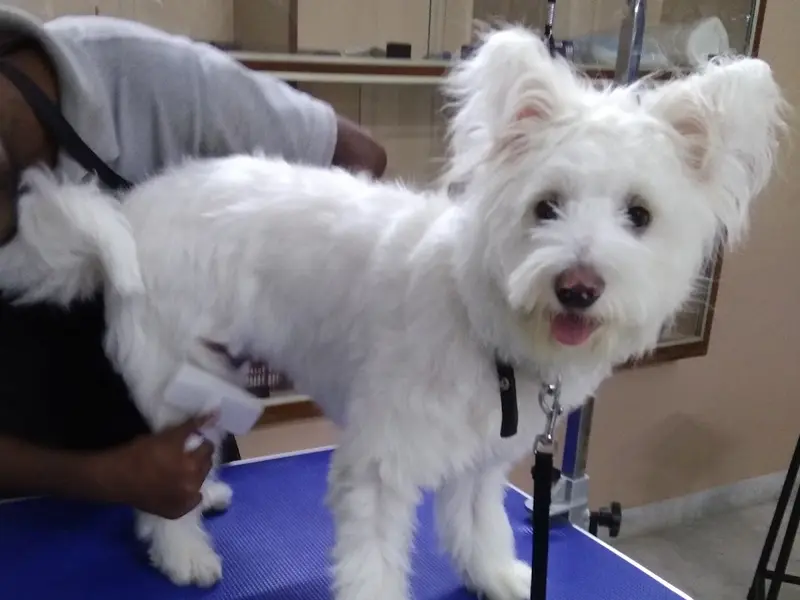 PRETTY PAWZ Pet Grooming Studio for Dogs and Cats, photo 4