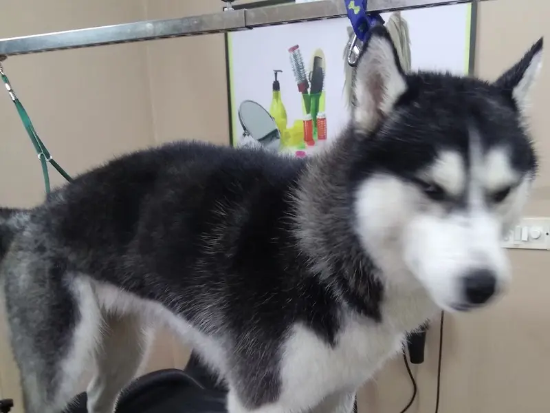 PRETTY PAWZ Pet Grooming Studio for Dogs and Cats, photo 5