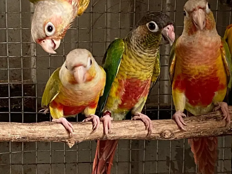 Sai Gokul Pets World Pet Shop, photo 2
