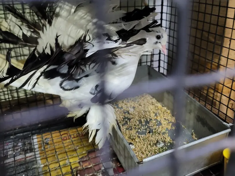Sai Gokul Pets World Pet Shop, photo 3