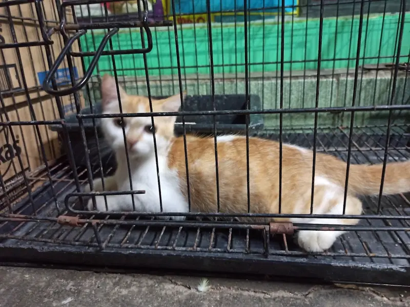 Sai Gokul Pets World Pet Shop, photo 4
