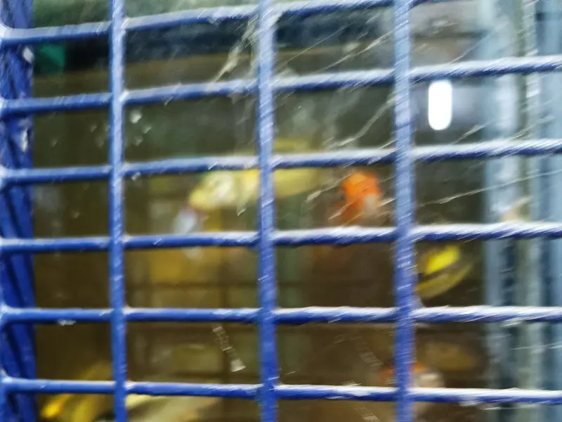 Sai Gokul Pets World Pet Shop, photo 5