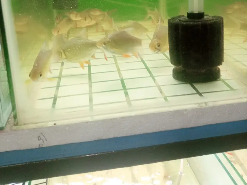 Sai Gokul Pets World Venkat ( Fram Address ), photo 2