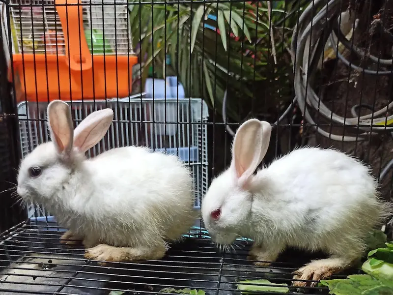 Sai Gokul Pets World Venkat ( Fram Address ), photo 3