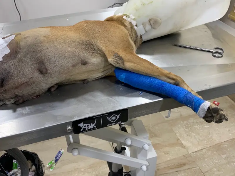SaiSha Pet Speciality Hospital – Pet Clinic in Anna Nagar | pet care in anna nagar | best dog clinic in anna nagar, photo 2