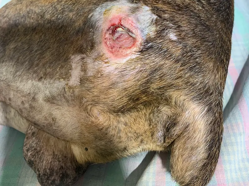 SaiSha Pet Speciality Hospital – Pet Clinic in Anna Nagar | pet care in anna nagar | best dog clinic in anna nagar, photo 3