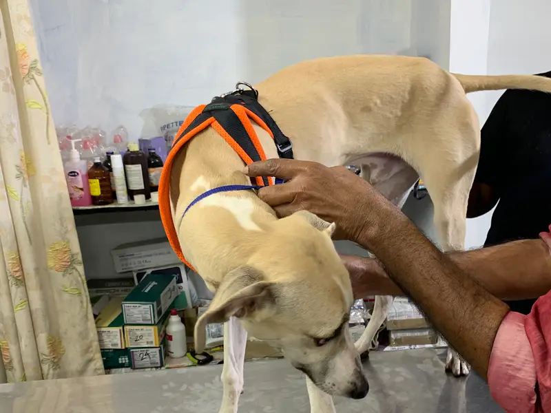 SaiSha Pet Speciality Hospital – Pet Clinic in Anna Nagar | pet care in anna nagar | best dog clinic in anna nagar, photo 5