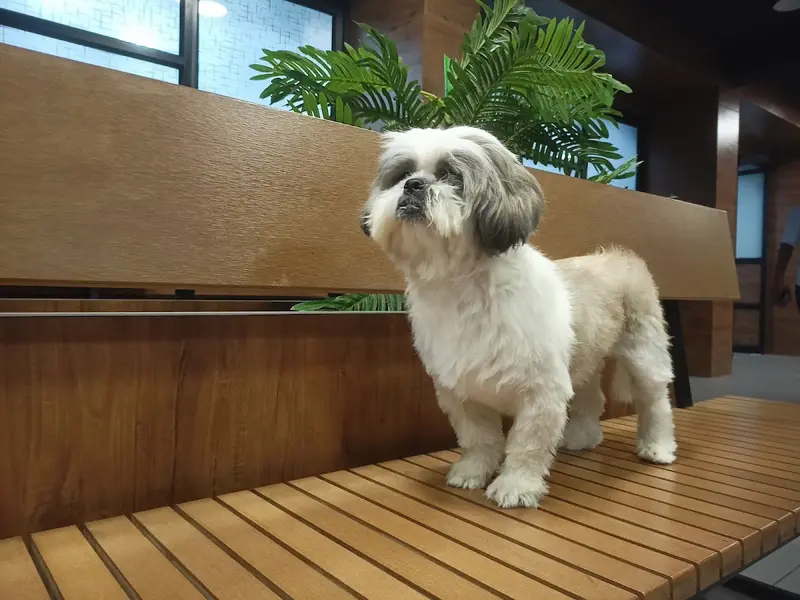 Sanchu Animal Hospital 24x7 | Anna Nagar, Chennai, photo 2