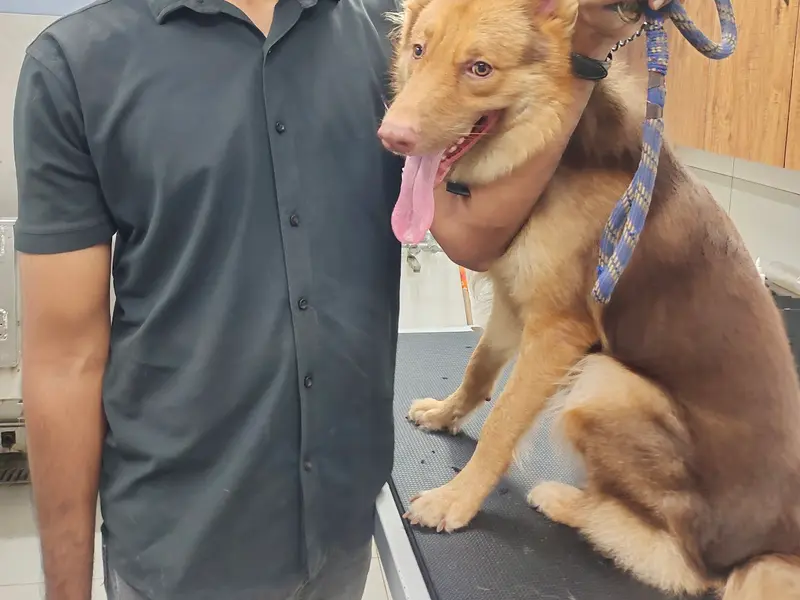 Sanchu Animal Hospital 24x7 | Anna Nagar, Chennai, photo 3