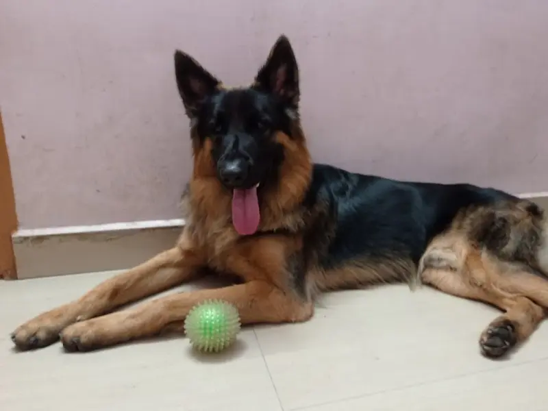 The Kennel Club of India, photo 5