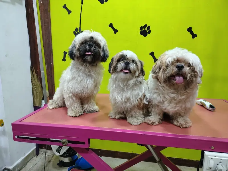 Kamal Pets Paradise - Pet Grooming for Dogs & Cats | Dog Salon & Spa Anna Nagar | Boarding & Day Care, photo 2