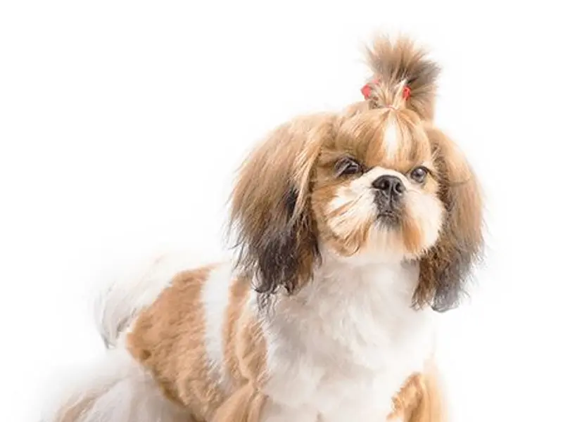 Kamal Pets Paradise - Pet Grooming for Dogs & Cats | Dog Salon & Spa Anna Nagar | Boarding & Day Care, photo 4