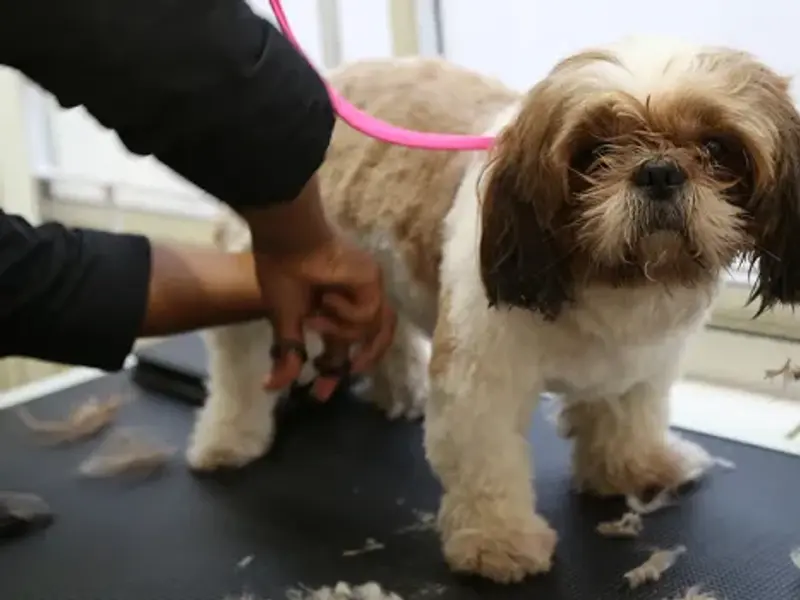 Kamal Pets Paradise - Pet Grooming for Dogs & Cats | Dog Salon & Spa Anna Nagar | Boarding & Day Care, photo 5
