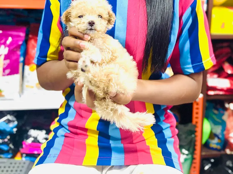 Woof & Meow SN Pets, photo 2