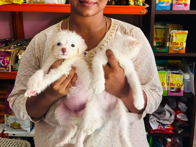 Woof & Meow SN Pets, photo 4