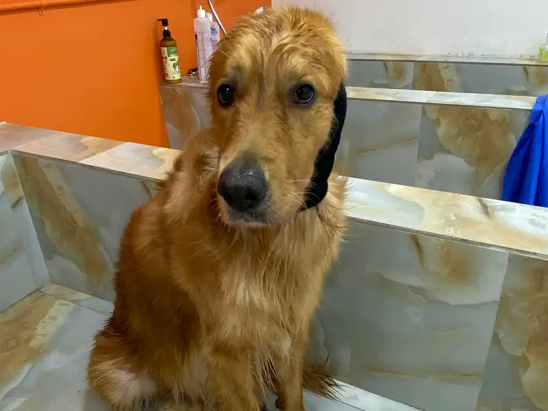 Bubbles Pet Grooming and Boarding, photo 2