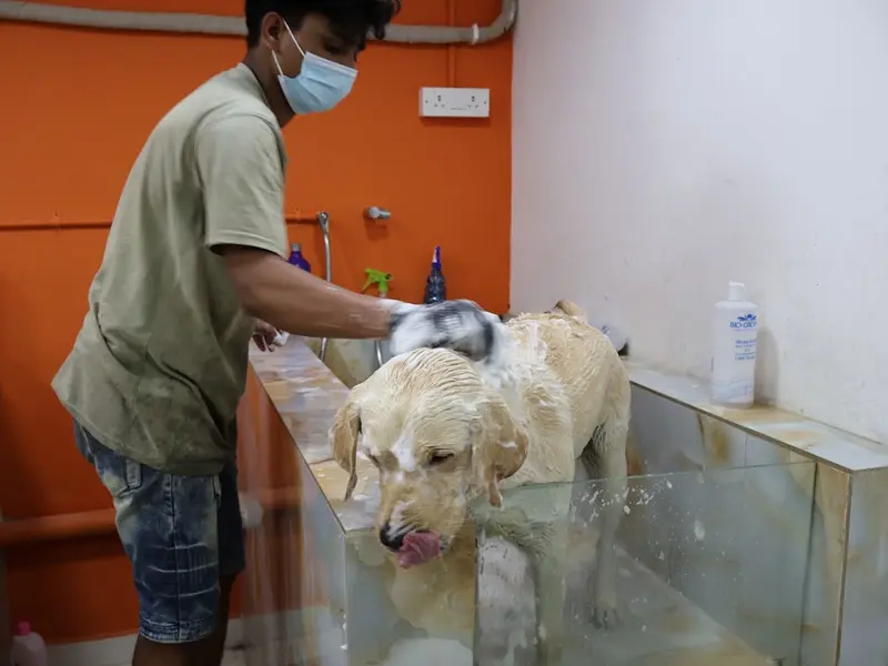 Bubbles Pet Grooming and Boarding, photo 3