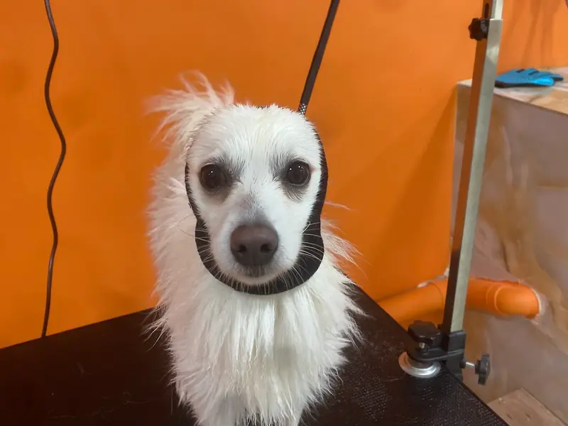 Bubbles Pet Grooming and Boarding, photo 4