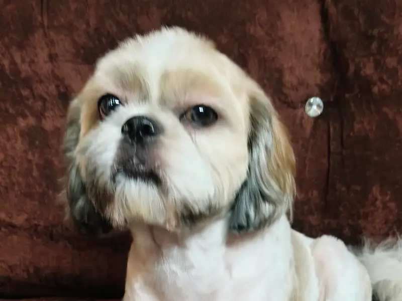 Bubbles Pet Grooming and Boarding, photo 5
