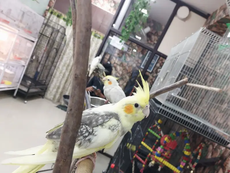 Chennai Pets Corner, photo 3