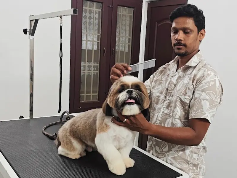 KK Pet Clinic, photo 5