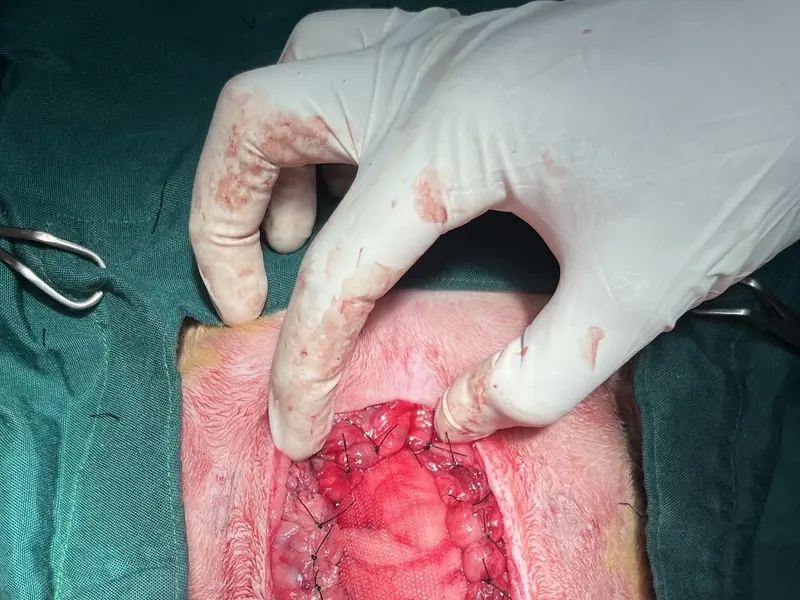 Madras Veterinary Clinic, photo 3