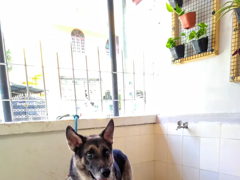 Madras Veterinary Clinic, photo 5