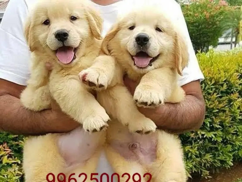 Puppies for sale in chennai, photo 2