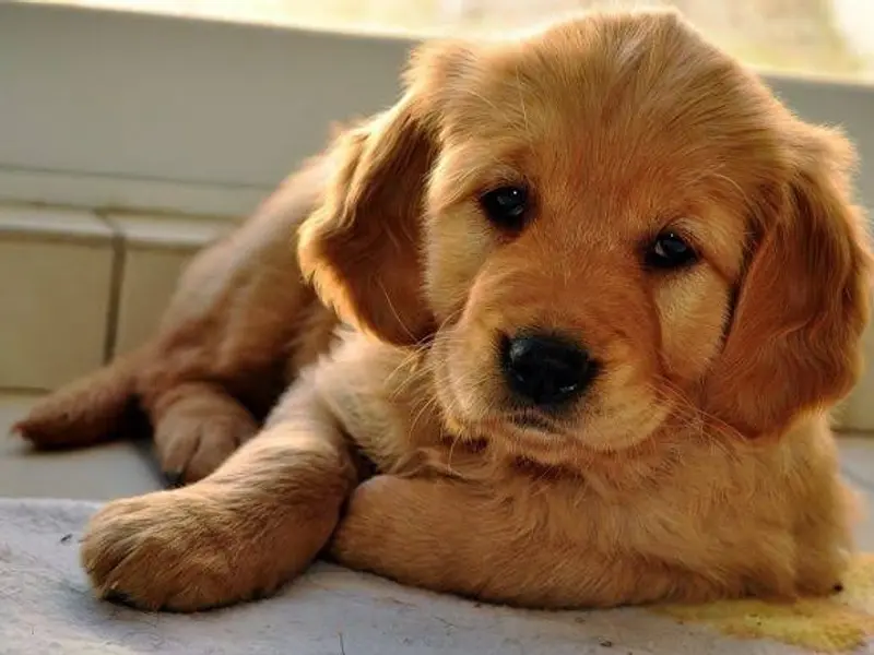 Puppies for sale in chennai, photo 3